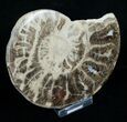 / Choffaticeras Ammonite (Half) - Morocco #3977-2